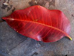 Gambar foto lukisan pemandangan alam gunung, desa, kampung, kota, bawah laut, hitam putih 1. Daun Tunggal Merah Pembuluh Foto Gratis Di Pixabay