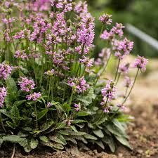 Image result for Stachys