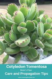 Bear S Paw Cotyledon Tomentosa Cultivo De Suculentas Suculentas Especies Suculentas Colgantes