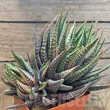 Image result for Ipomoea welwitschii