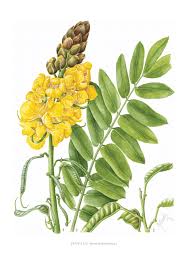 Image result for Senna didymobotrya