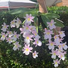 Image result for Microglossa densiflora