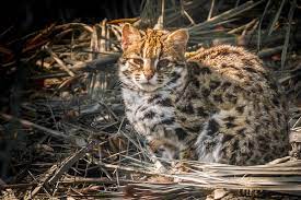 Version 10.2 erhielt den codenamen nach dem jaguar und war die erste hauptversion, die nach einer großkatze benannt worden war. Kleinkatzen Wikipedia