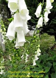 Image result for Kyllinga alba