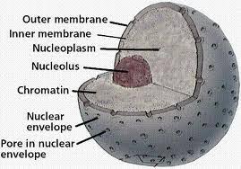 Check spelling or type a new query. Animal And Plant Cells Flashcards Quizlet