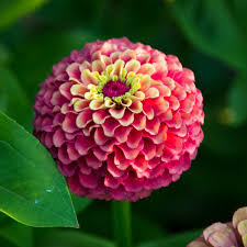 Zinnia Queen Red Lime Zinnia Elegans Simple Leaf Farm