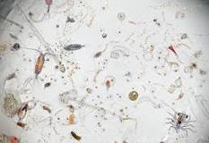 Image result for what does the zooplankton eat