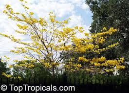 Image result for Handroanthus chrysotrichus