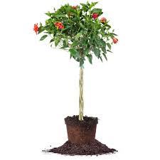 Neat hibiscus to add to your collection that you won't find. Red Braided Hibiscus Tree For Sale Buy Hibiscus Trees Online Perfect Plants