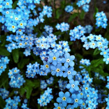 Myositis is a plant that grows all over europe. The Blue Passion Flower Taejin Forget Me Not Wattpad