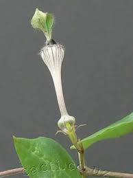 Image result for Ceropegia rendallii