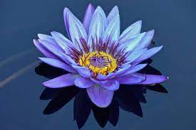 Single Lavender Water Lily By Byron Varvarigos Water Lilies Art Lavender Water Water Lily