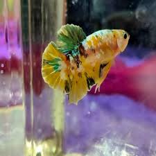 Check spelling or type a new query. Protes Ikan Cupang Pesanannya Mati Jawaban Penjual Ini Bikin Ngakak Citizen6 Liputan6 Com