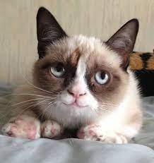 18 smeshnyh fotografij kotorye podnimut vam nastroenie na celyj den grumpy cat humor grumpy cat quotes grumpy cat