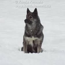 Elkhound Growth And Training