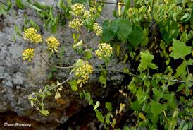 Image result for Solanecio