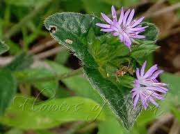 Image result for Elephantopus