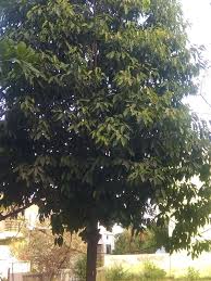 Image result for Mimusops elengi