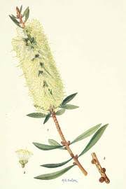 Image result for Aristida stipitata