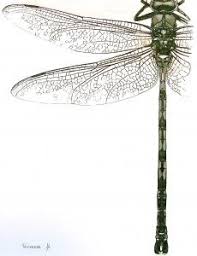 Black Book Winds Of Change Bug Dragonflies Art Inspired By Nature By Dianna Poindexter Dragonfly Art Dragonfly Illustration Dragonfly Drawing