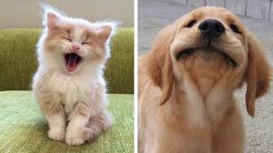 Kittens and puppies can be best friends, as long as they don't fight like cats and dogs! Cute Baby Animals Cutest Moments Of Puppies Kittens And Pets Youtube