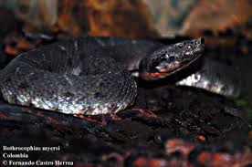 Image result for Bothriocline muschleriana