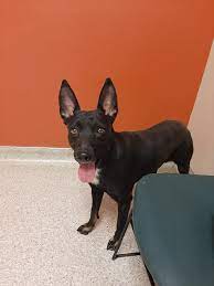 We did not find results for: Dog For Adoption Kelpie Mixes Hope And Faith An Australian Kelpie Mix In Oakhurst Ca Petfinder
