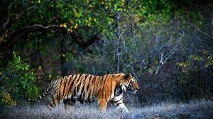 20 Stunning Ways To Experience India Walking In The Jungle Wildlife Of India Bengal Tiger