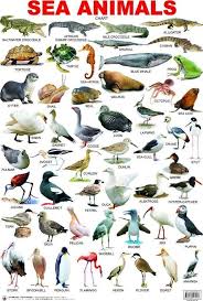 Forum Vocabulary Fluent Landvocabulary Sea Animals Apprendre L Anglais Apprentissage De L Anglais Vocabulaire Anglais