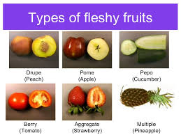 We did not find results for: Seeds Fruits By Pooja