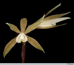 Image result for Nervilia petraea