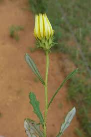 Image result for Hirpicium bechuanense