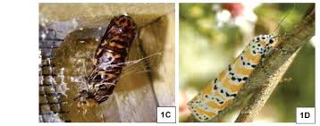 Image result for Crotalaria spartioides