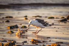 Early Bird Walk at Wellfleet Bay