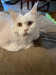 World's Best,Cat Litter, Low Tracking & Dust Control