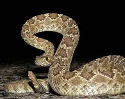Mojave Rattlesnake Texas North American Wildlife Snake Rattlesnake