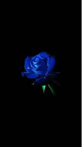 Black And Blue Flowers Wallpaper Blue Rose Dark Flower Nature Dark Flowers Blue Roses Wallpaper Wallpaper Iphone Roses