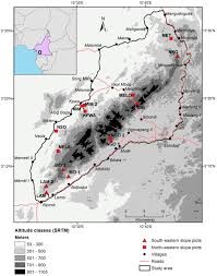 Image result for Afrostyrax kamerunensis
