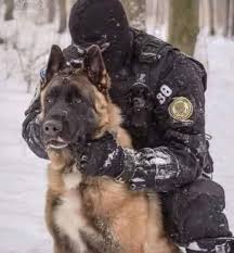 Police dog shot in line of duty