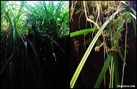Image result for Cyperus derreilema