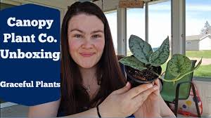 Maybe you would like to learn more about one of these? House Plant Shopping In Madison Wi Felly S Flowers Graceful Plants Youtube