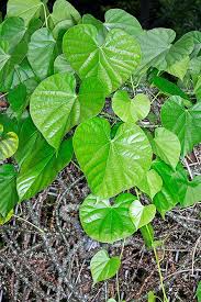 Image result for Tinospora