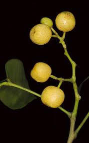 Image result for Vepris sansibarensis