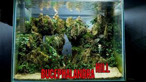 Aquascape Tebing Dan Bucephalandra Tutorial Setting Youtube
