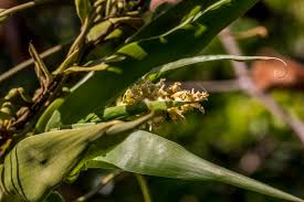 Image result for Flagellaria guineensis