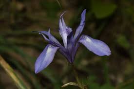 Image result for Moraea schimperi