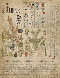 Book Of Shadows Printable Pages Of Herbs Witchcraft Herbal Etsy Book Of Shadows Magickal Herbs Magic Herbs