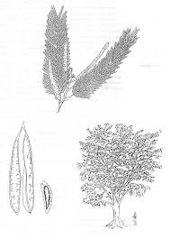 Image result for Newtonia buchananii