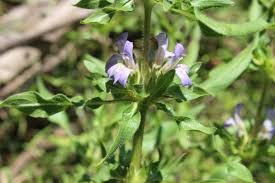 Image result for Hygrophila schulli