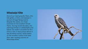 Birds Of Prey Windy city parrot helps you find the right nutrition for your specific species. birds of prey